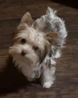 Mila, a female Yorkshire Terrier for sale in Chesapeake, VA – 8 of 8