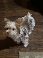 Mila, a female Yorkshire Terrier for sale in Chesapeake, VA – 4 of 8