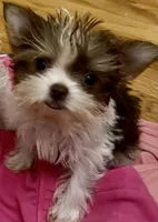 Jade, a female Yorkshire Terrier for sale in Chesapeake, VA – 2 of 4
