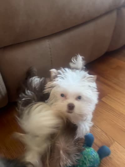 Jules, a female Yorkshire Terrier for sale in Chesapeake, VA – 8 of 8