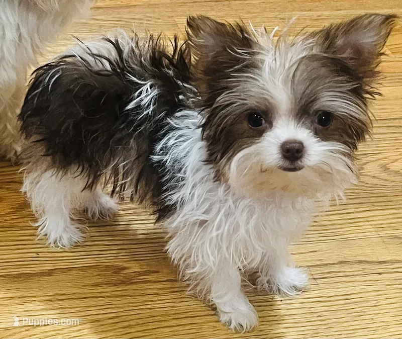Jade – Yorkshire Terrier puppy for sale in Chesapeake, VA