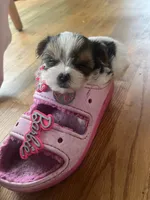 Laila, a female Yorkshire Terrier for sale in Chesapeake, VA – 4 of 4