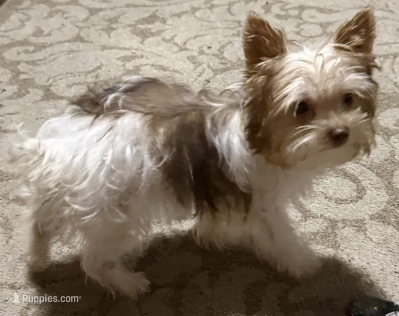 Mila – Yorkshire Terrier puppy for sale in Chesapeake, VA