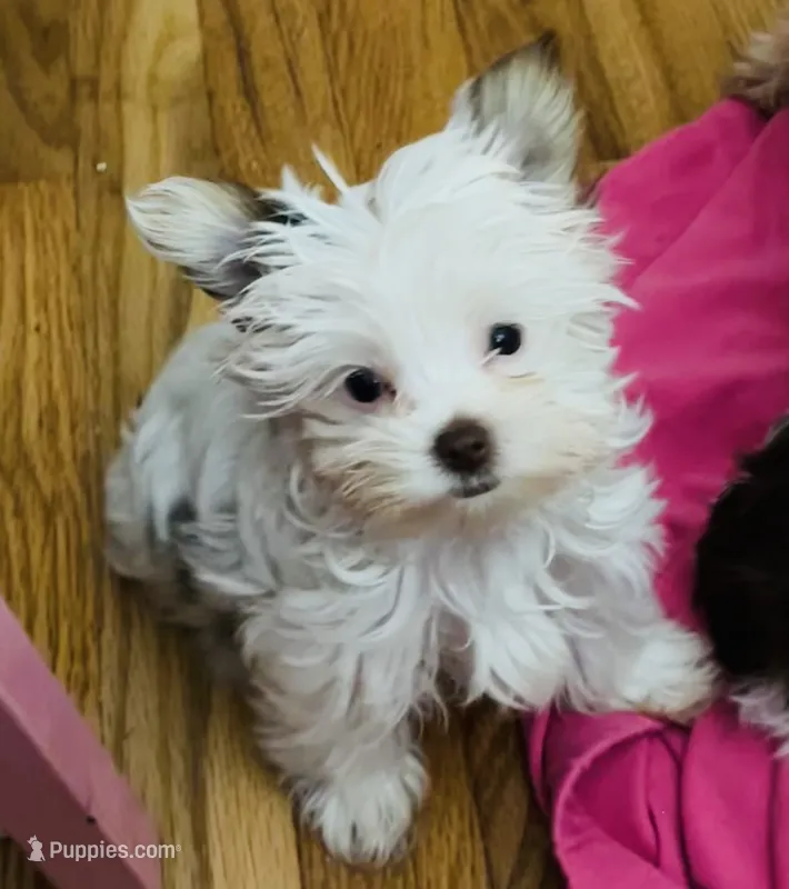 Jewel – Yorkshire Terrier puppy for sale in Chesapeake, VA