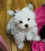 Jewel, a female Yorkshire Terrier for sale in Chesapeake, VA – 1 of 4