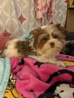 Prince, a  Yorkshire Terrier for sale in Chesapeake, VA – 2 of 7