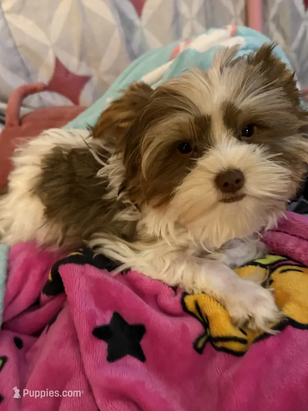 Prince – Yorkshire Terrier puppy for sale in Chesapeake, VA