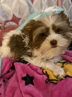 Prince, a  Yorkshire Terrier for sale in Chesapeake, VA – 1 of 7