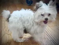 Jules, a female Yorkshire Terrier for sale in Chesapeake, VA – 2 of 8