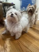 Jules, a female Yorkshire Terrier for sale in Chesapeake, VA – 3 of 8