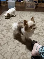 Millie, a female Yorkshire Terrier for sale in Chesapeake, VA – 3 of 3