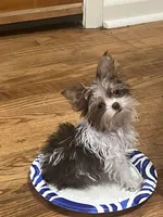 Jade, a female Yorkshire Terrier for sale in Chesapeake, VA – 9 of 9
