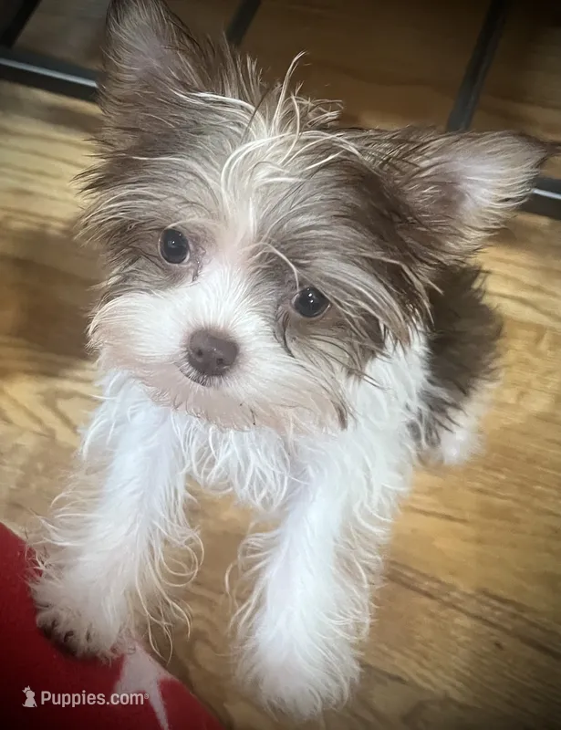 Jade – Yorkshire Terrier puppy for sale in Chesapeake, VA