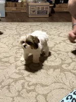 Milo, a male Yorkshire Terrier for sale in Chesapeake, VA – 3 of 4