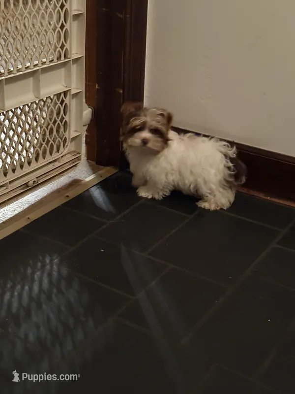 Ringo – Yorkshire Terrier puppy for sale in Chesapeake, VA
