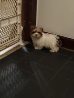 Ringo, a  Yorkshire Terrier for sale in Chesapeake, VA – 1 of 5