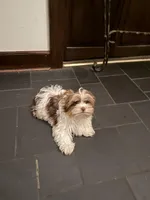 Ringo, a  Yorkshire Terrier for sale in Chesapeake, VA – 3 of 5