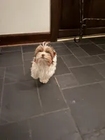 Ringo, a  Yorkshire Terrier for sale in Chesapeake, VA – 2 of 5