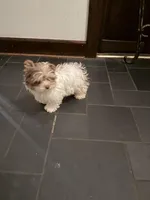 Ringo, a  Yorkshire Terrier for sale in Chesapeake, VA – 4 of 5