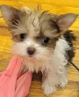 Jade, a female Yorkshire Terrier for sale in Chesapeake, VA – 4 of 4
