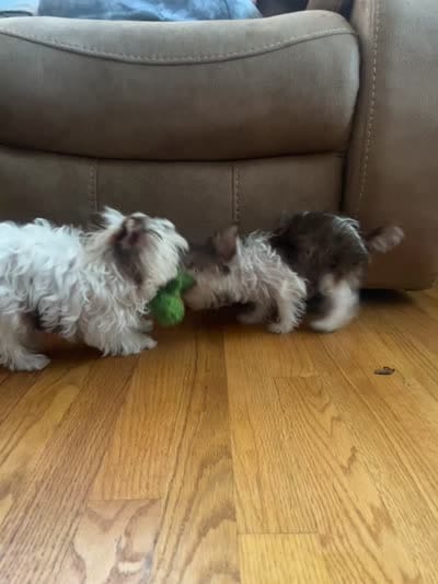Jules, a female Yorkshire Terrier for sale in Chesapeake, VA – 7 of 8