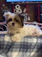 Milo, a male Yorkshire Terrier for sale in Chesapeake, VA – 1 of 4