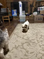 Milo, a male Yorkshire Terrier for sale in Chesapeake, VA – 4 of 4