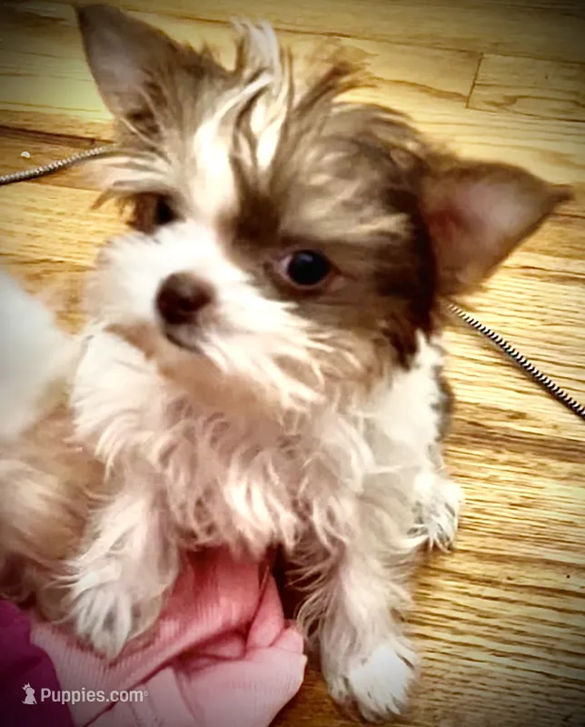 Jade – Yorkshire Terrier puppy for sale in Chesapeake, VA