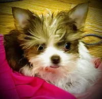 Jade, a female Yorkshire Terrier for sale in Chesapeake, VA – 3 of 4