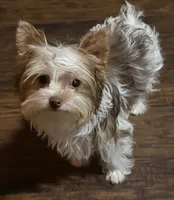 Mila, a female Yorkshire Terrier for sale in Chesapeake, VA – 2 of 8