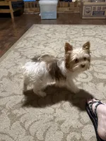 Millie, a female Yorkshire Terrier for sale in Chesapeake, VA – 2 of 3