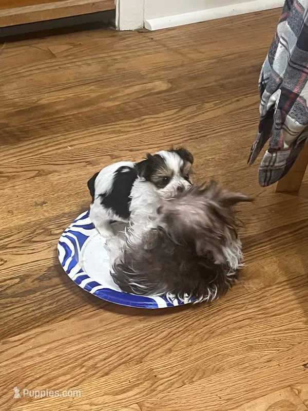 Laila – Yorkshire Terrier puppy for sale in Chesapeake, VA