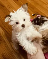 Jewel, a female Yorkshire Terrier for sale in Chesapeake, VA – 2 of 4