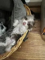 Jade, a female Yorkshire Terrier for sale in Chesapeake, VA – 8 of 9
