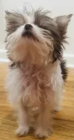 Jade, a female Yorkshire Terrier for sale in Chesapeake, VA – 4 of 9