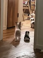 Laila, a female Yorkshire Terrier for sale in Chesapeake, VA – 2 of 4