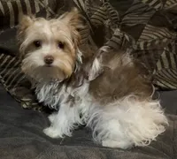 Mila, a female Yorkshire Terrier for sale in Chesapeake, VA – 3 of 8