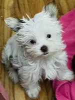 Jewel, a female Yorkshire Terrier for sale in Chesapeake, VA – 4 of 4
