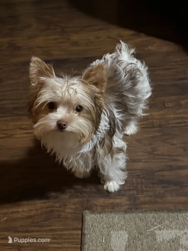 Millie – Yorkshire Terrier puppy for sale in Chesapeake, VA