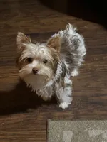 Millie, a female Yorkshire Terrier for sale in Chesapeake, VA – 1 of 3
