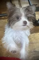 Jade, a female Yorkshire Terrier for sale in Chesapeake, VA – 5 of 9