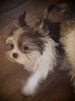 Jade, a female Yorkshire Terrier for sale in Chesapeake, VA – 6 of 9