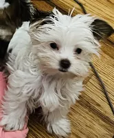 Jewel, a female Yorkshire Terrier for sale in Chesapeake, VA – 3 of 4
