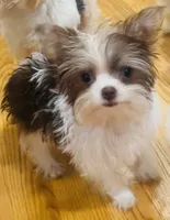 Jade, a female Yorkshire Terrier for sale in Chesapeake, VA – 2 of 9