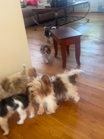 Jade, a female Yorkshire Terrier for sale in Chesapeake, VA – 7 of 9