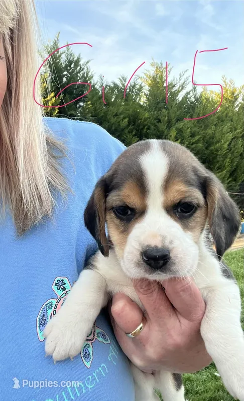 Girl 5 – Beagle puppy for sale in Bishopville, SC