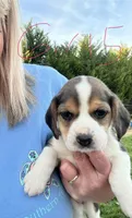Girl 5, a female Beagle for sale in Bishopville, SC – Photo 1 of 2