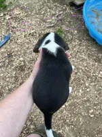 Girl 5, a female Beagle for sale in Bishopville, SC – Photo 2 of 2