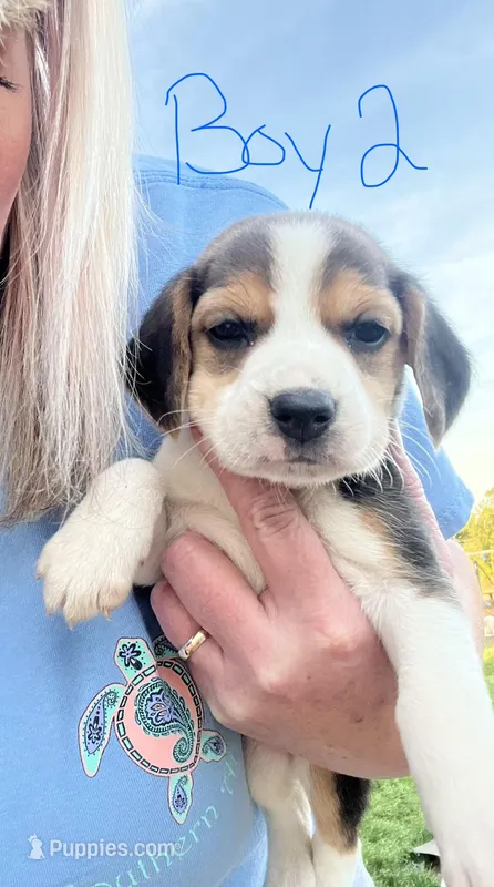 Boy 2 – Beagle puppy for sale in Bishopville, SC