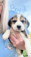 Boy 2, a male Beagle for sale in Bishopville, SC – Photo 1 of 2